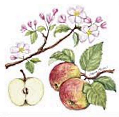 SERWETKI PAPIEROWE - JABŁKA