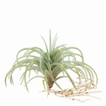 SUKULENT LENE BJERRE DESIGN 15  CM - SZTUCZNY KWIAT